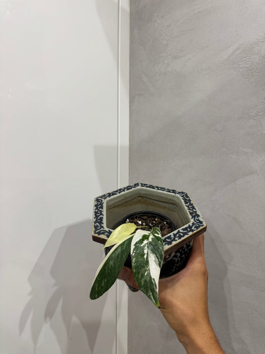 Epipremnum pinnatum variegata