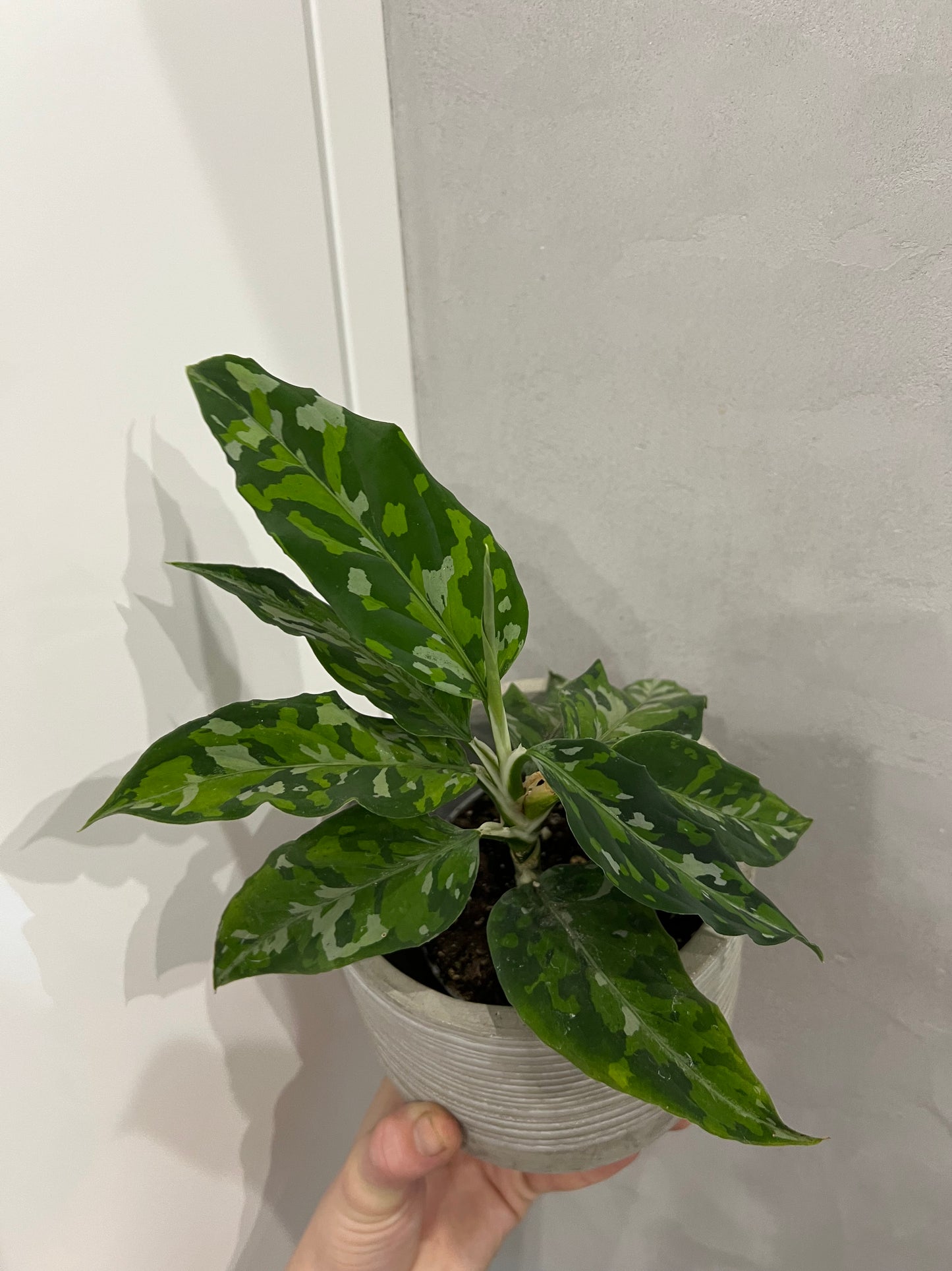 Aglaonema Pictum Tricolor