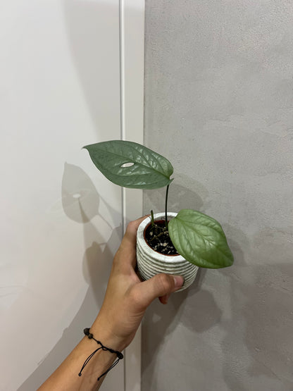 Amydrium Medium Silver