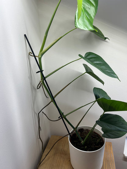 monstera sierrana