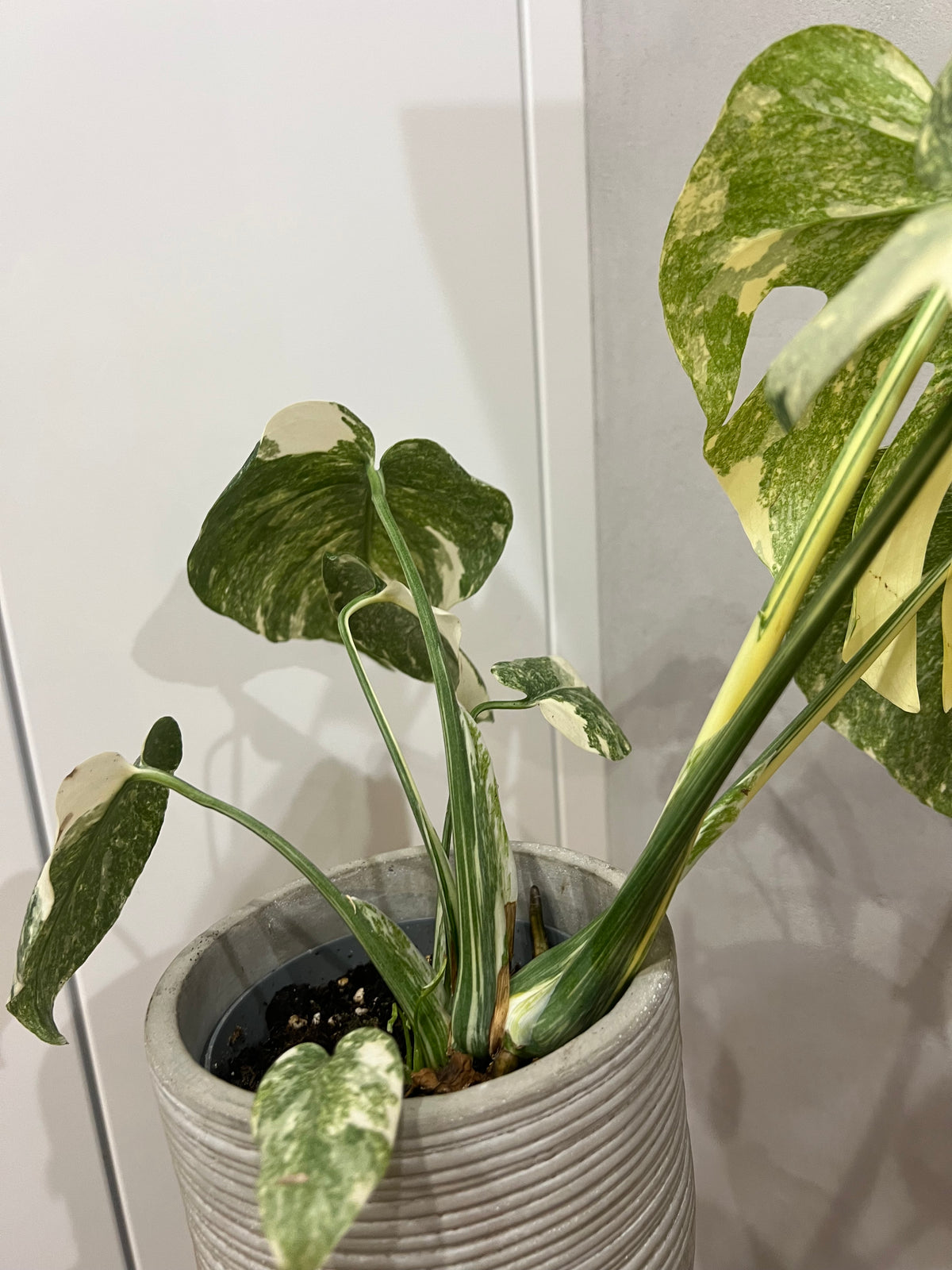 monstera creme brulee