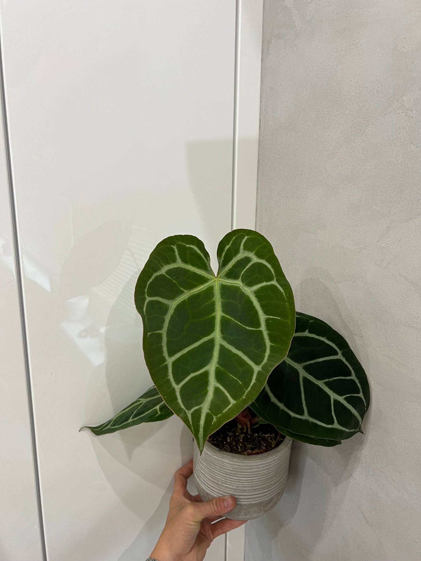 Anthurium crystallinum