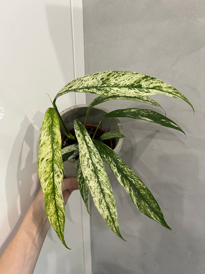 Rhaphidophora Foraminifera Marble