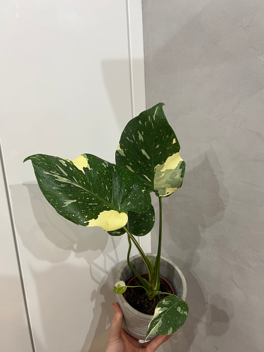 Monstera thai