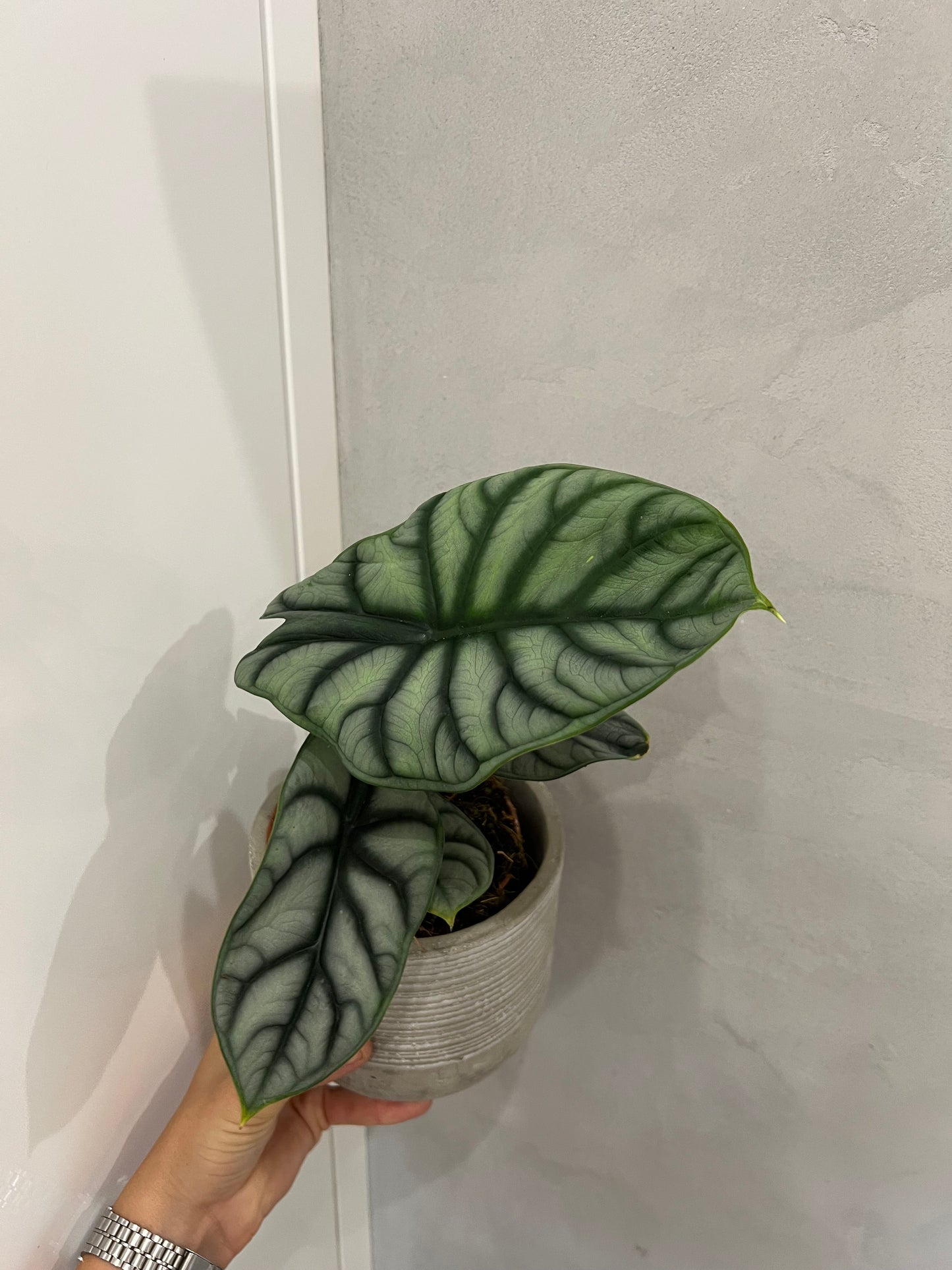 Alocasia silver dragon