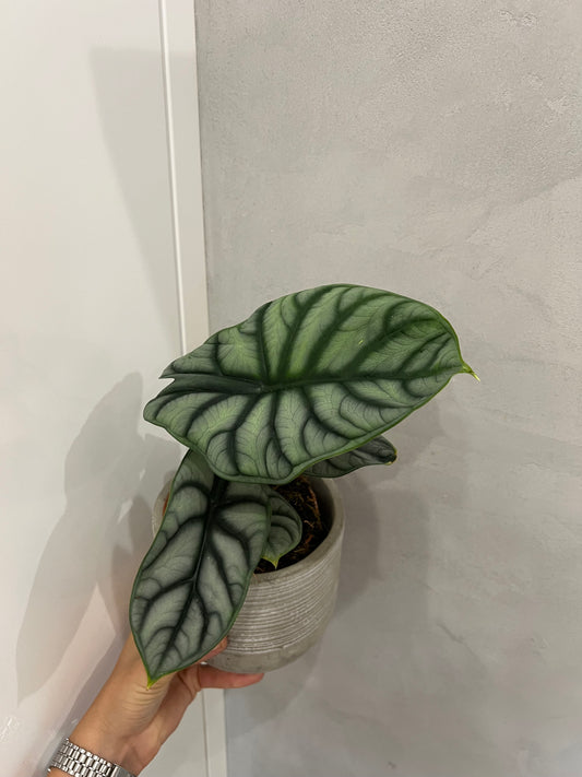 Alocasia silver dragon