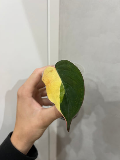 Philodendron micans variegated