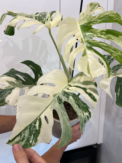 Monstera albo variegated
