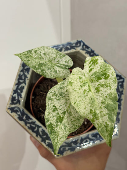 Alocasia macrorrhiza albo