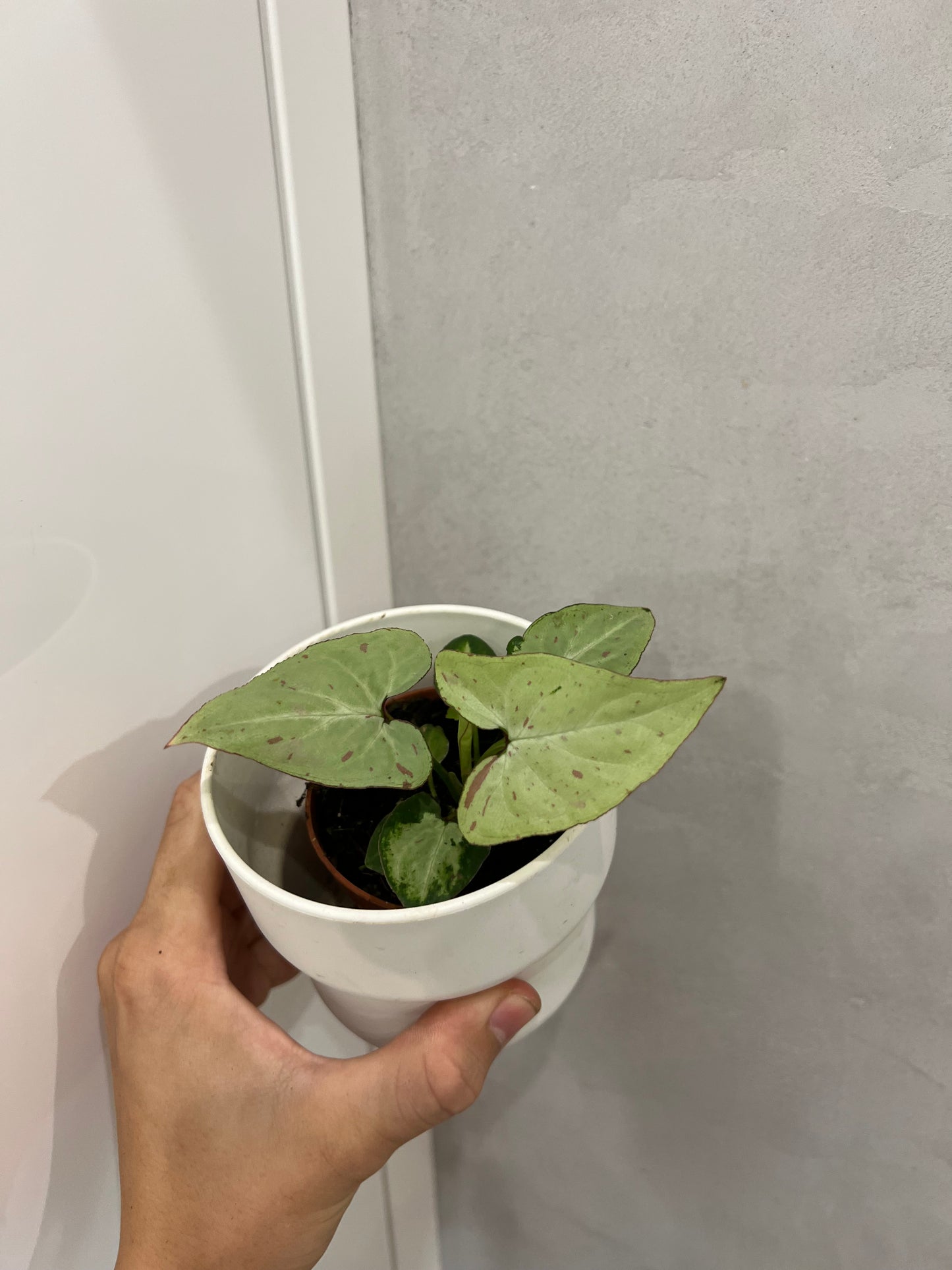 Syngonium Strawberry Milk