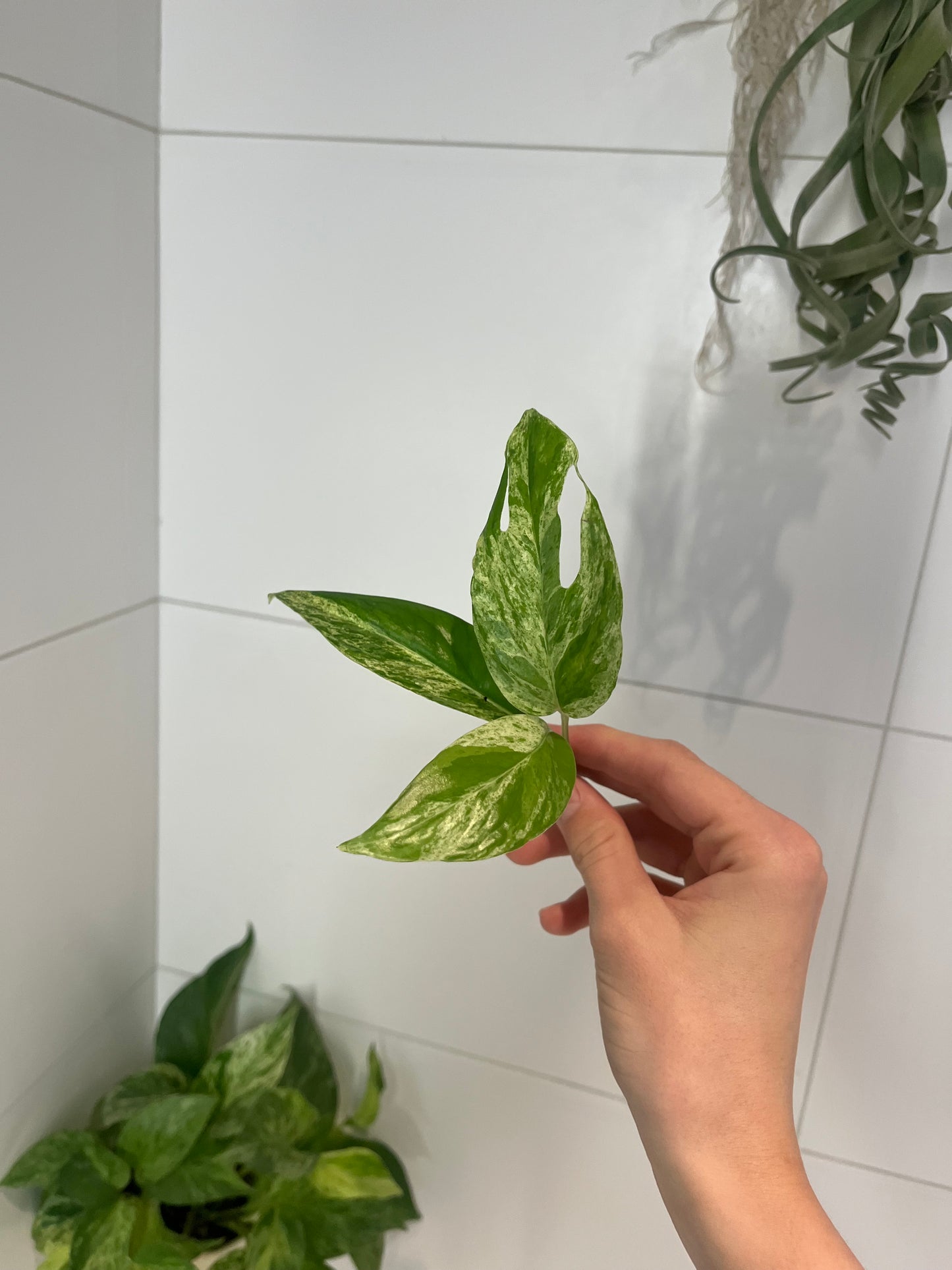 Epipremnum pinnatum marble var