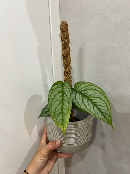 Monstera siltapecana el salvador