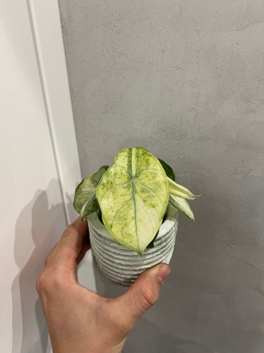 Alocasia ninja mint variegated