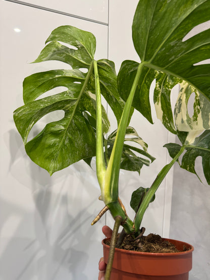Monstera albo