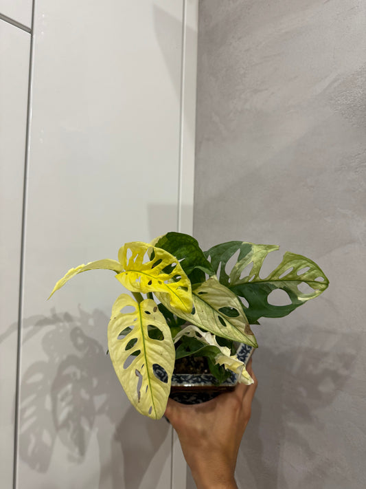 Monstera adansonii variegata