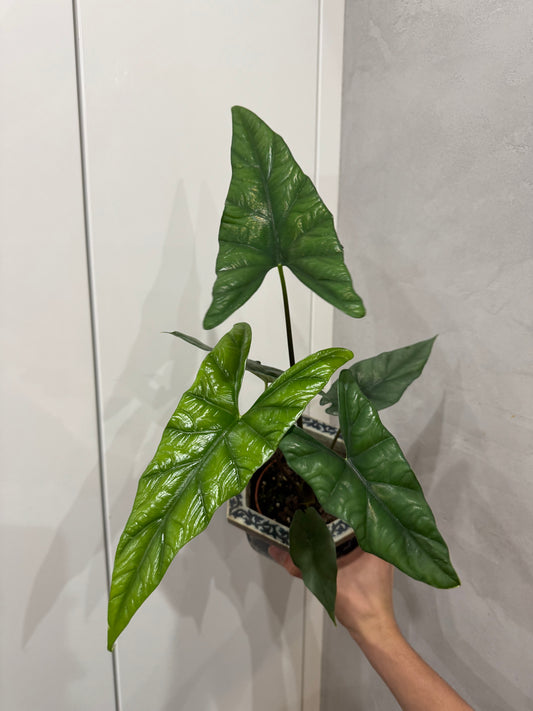Alocasia simpo