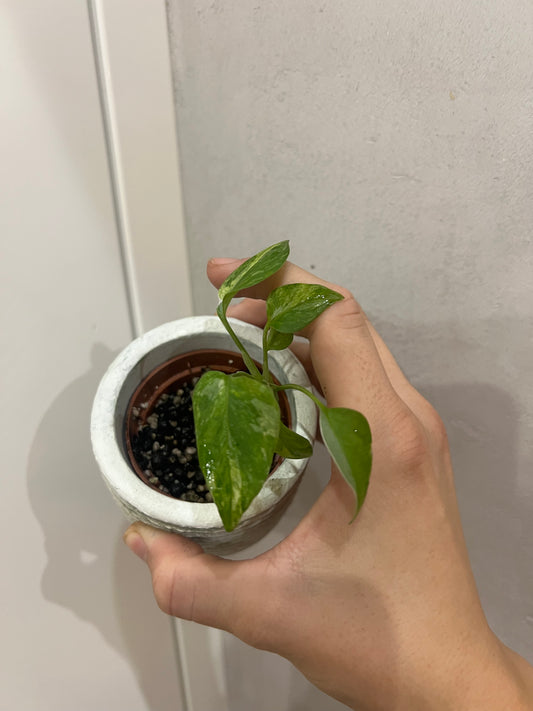 Monstera Indonesian Marble Variegata