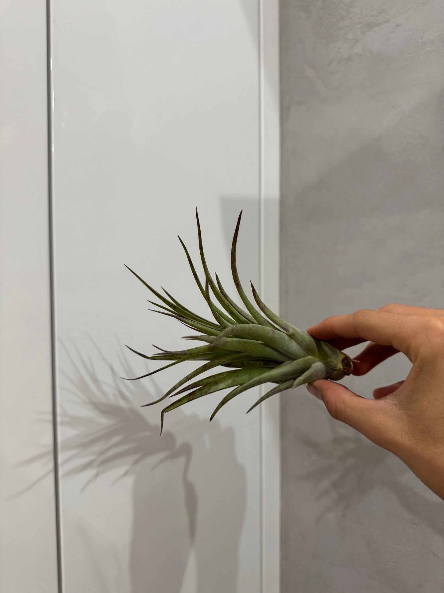 Tillandsia multiflora