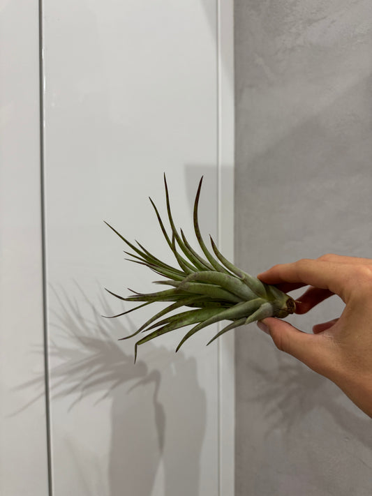 Tillandsia multiflora