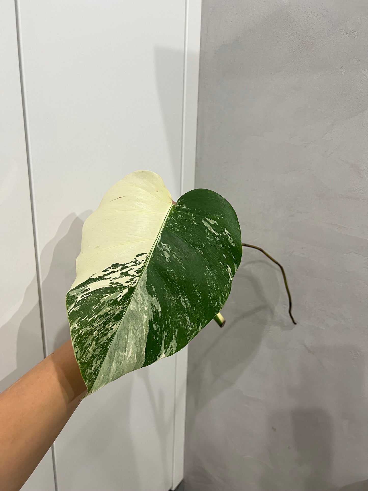 Monstera albo(halfmoon)