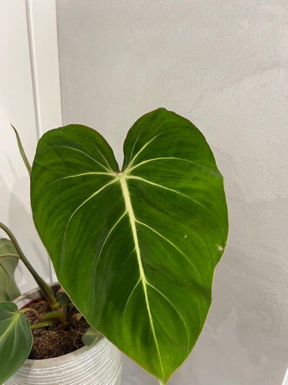 Philodendron gloriosum