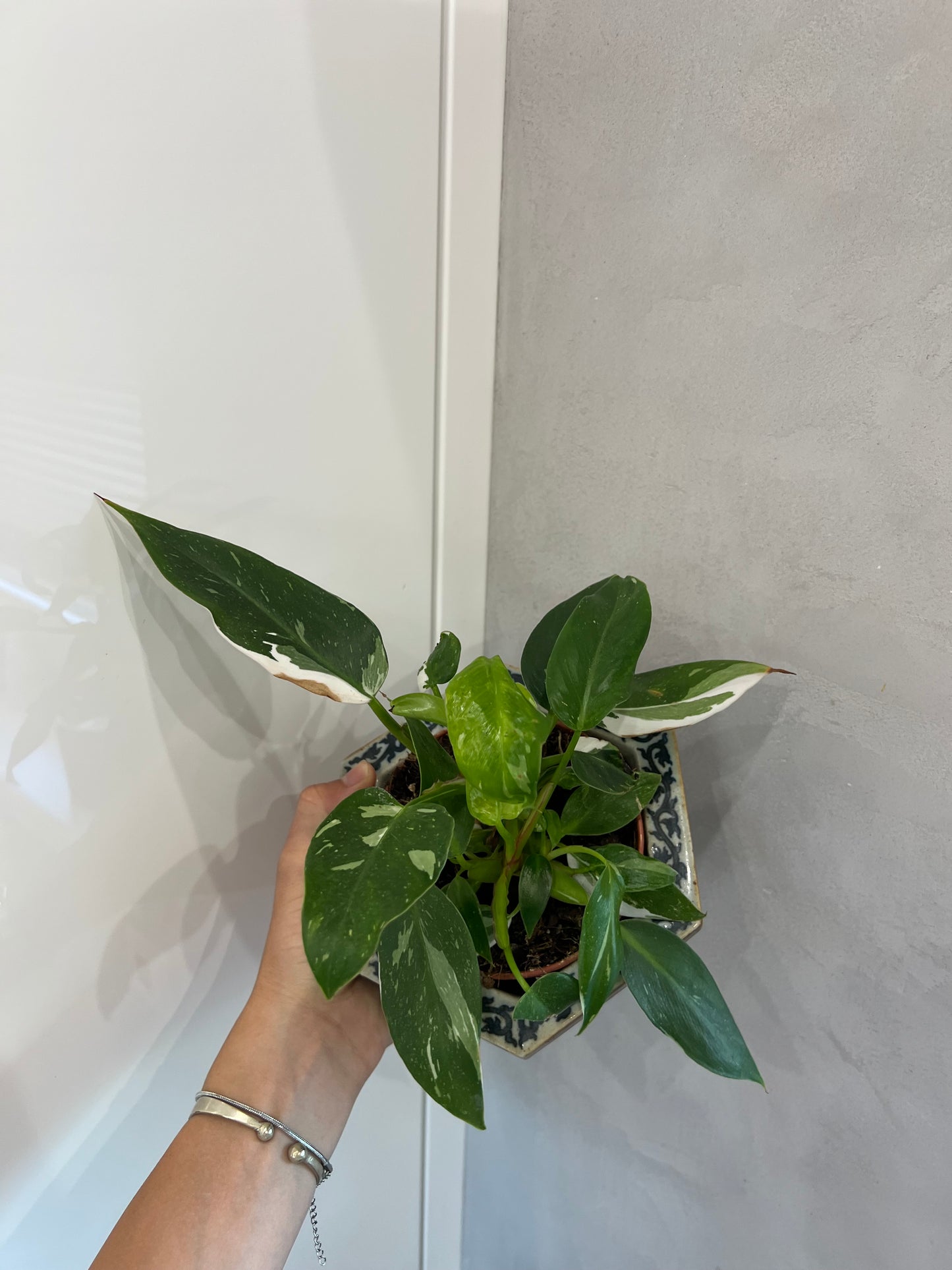 Philodendron white princes