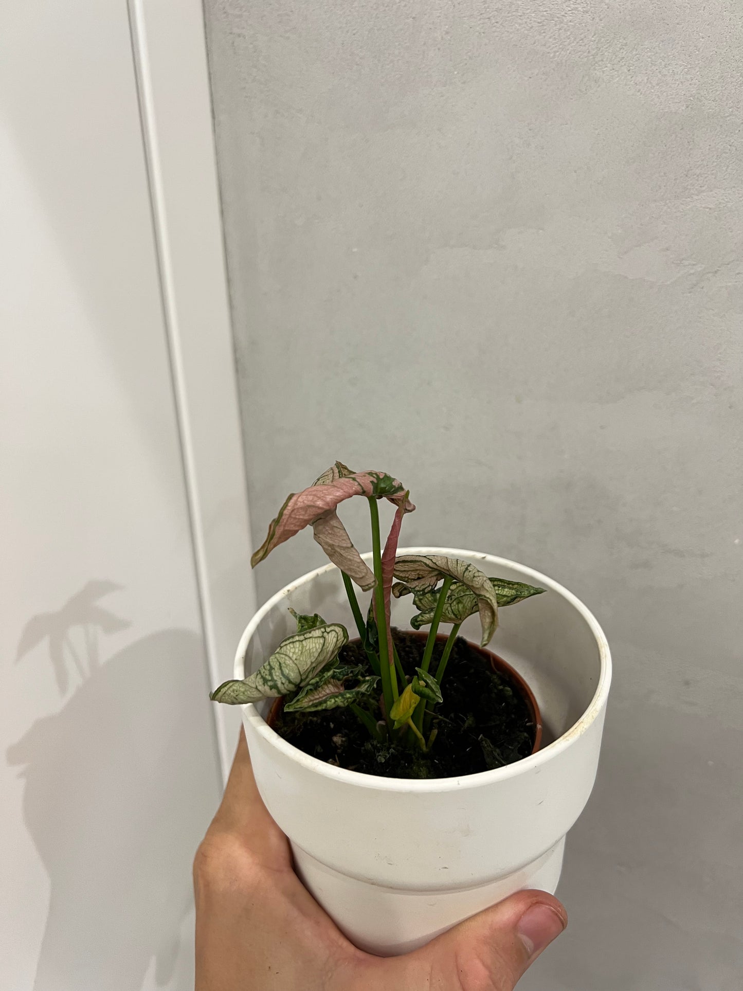 Syngonium pink rolli