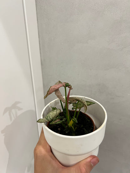 Syngonium pink rolli