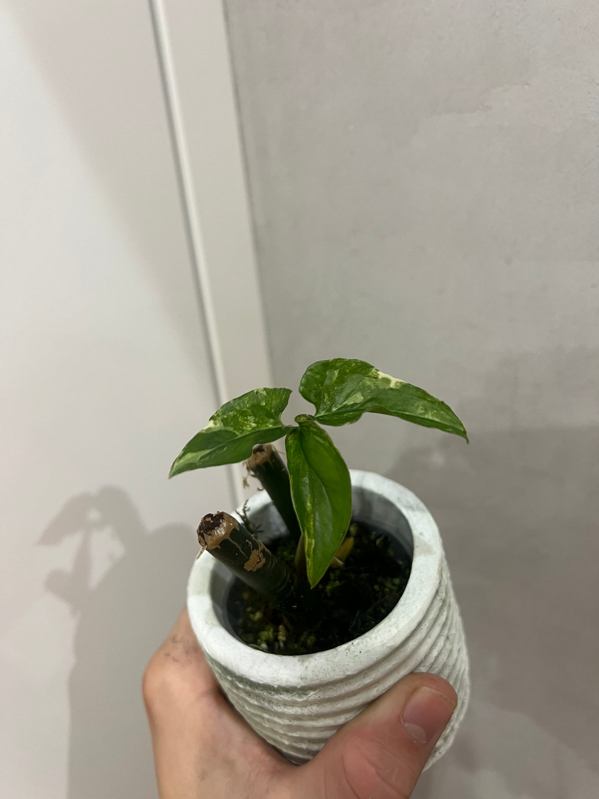 Syngonium albo