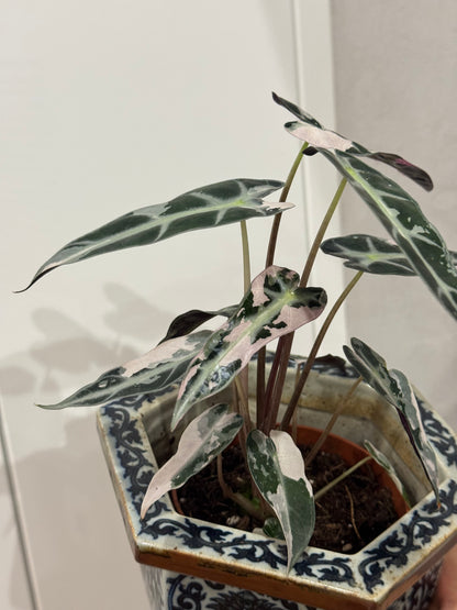 Alocasia bambino var