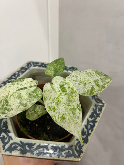 Alocasia macrorrhiza albo
