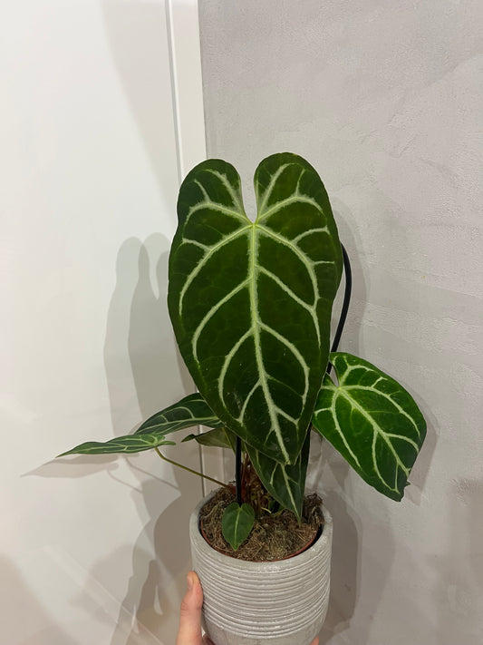 Anthurium regal