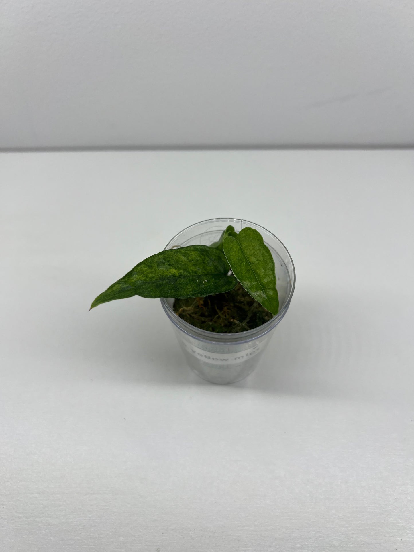 Epipremnum pinnatum 'Yellow Mint'