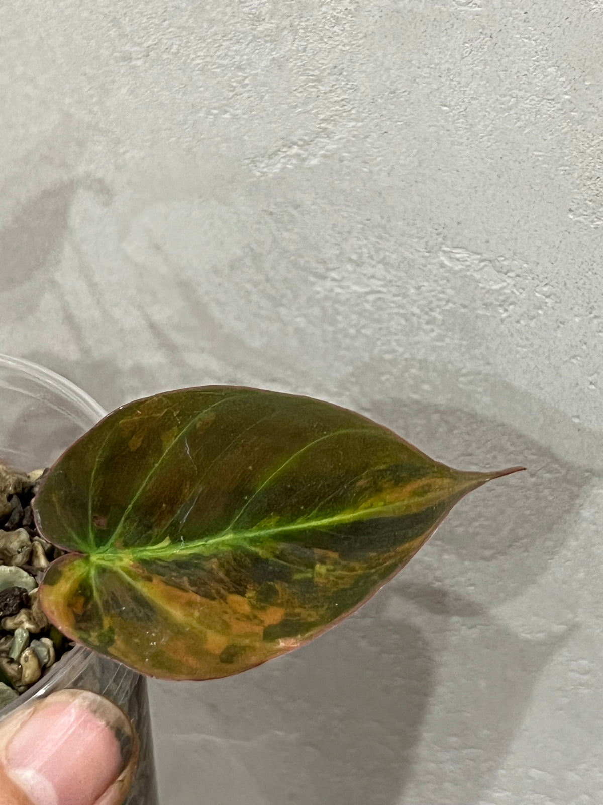 Philodendron micans variegated
