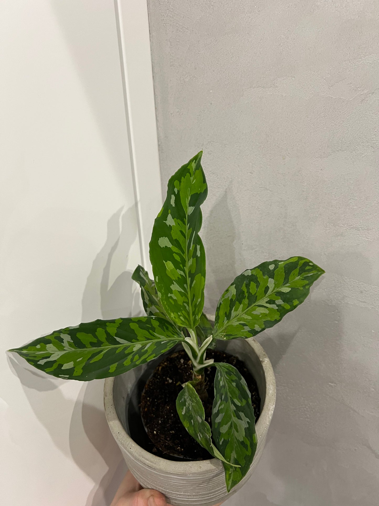 Aglaonema Pictum Tricolor
