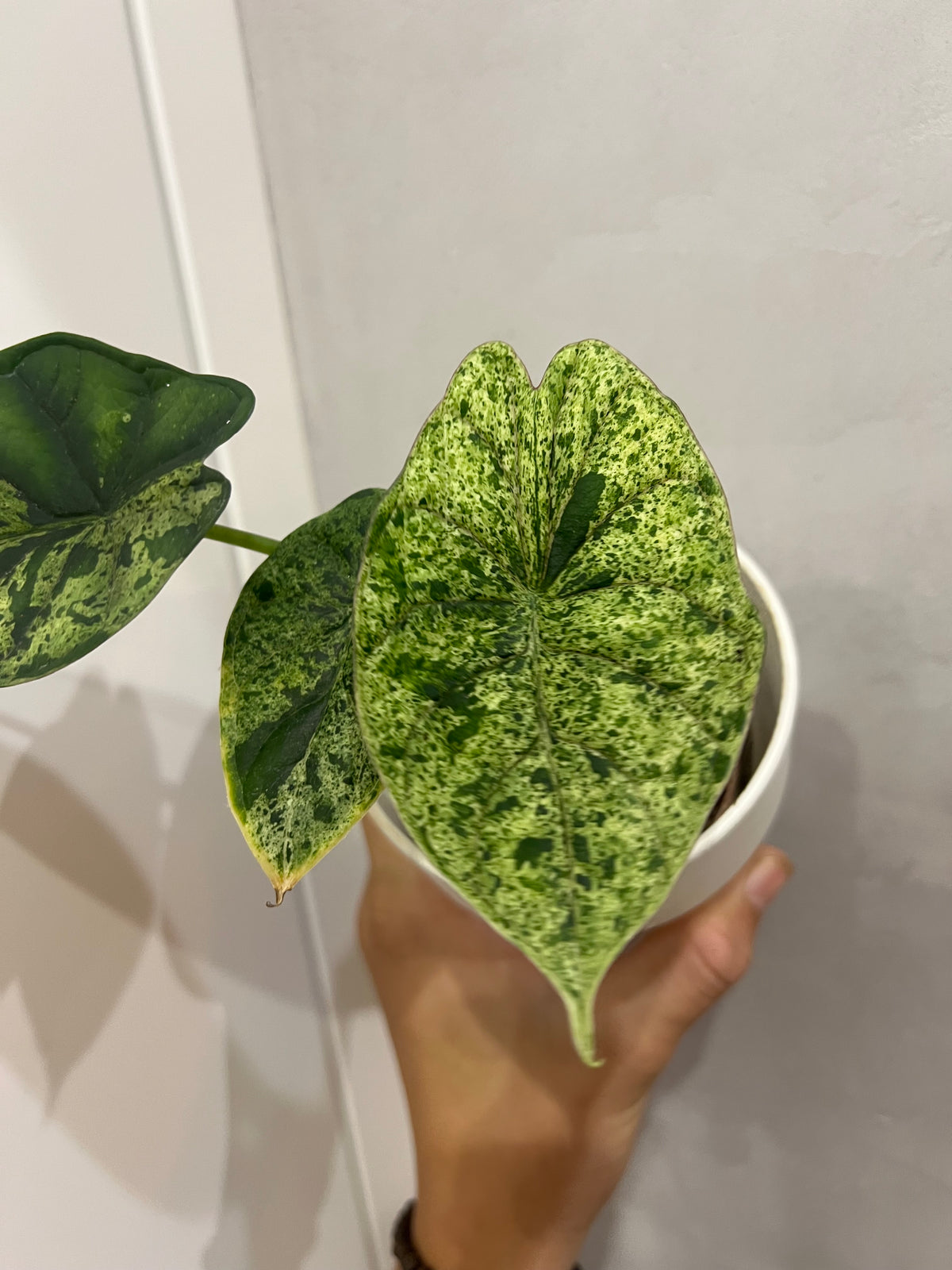 alocasia dragon scale mint