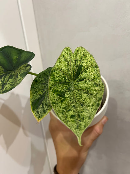 alocasia dragon scale mint