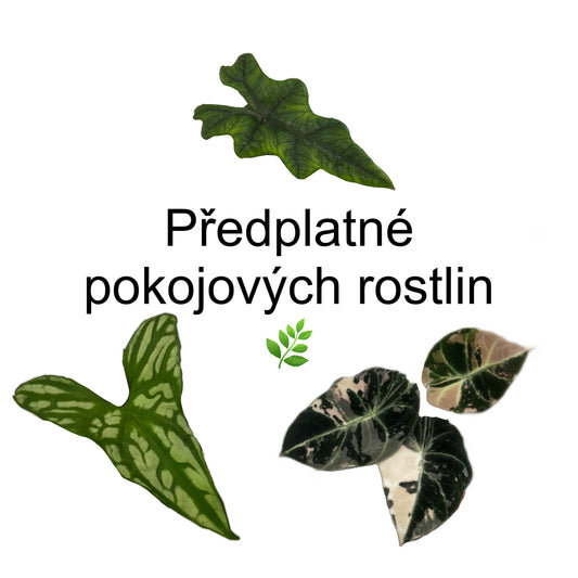Předplatné pokojových rostlin,jeden měsíc