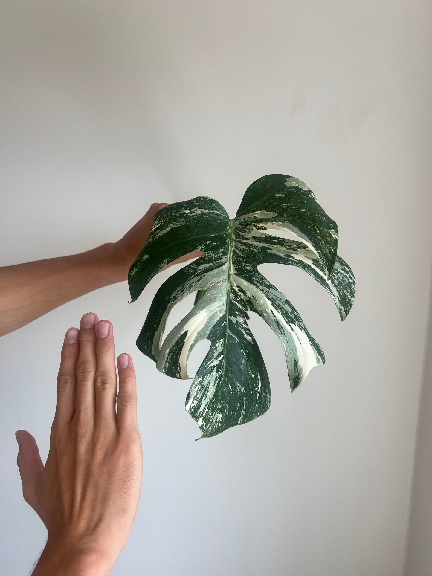 Monstera albo velké řízky