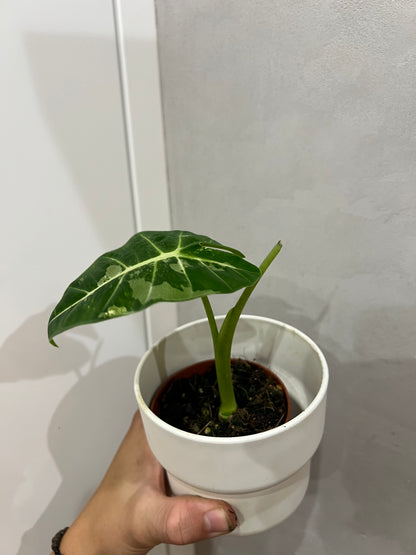 Alocasia frydek variegated