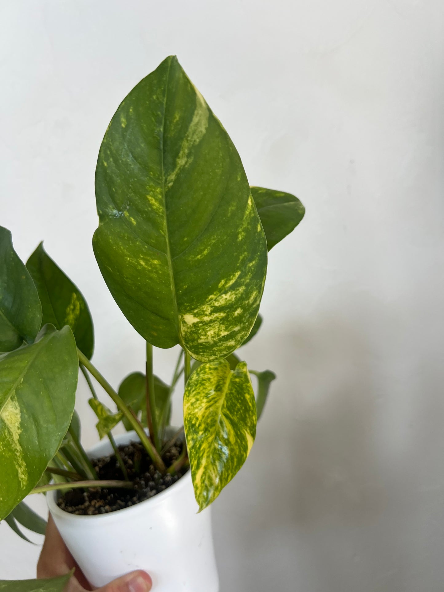 Epipremnum pinnatum cintho goldenfinger