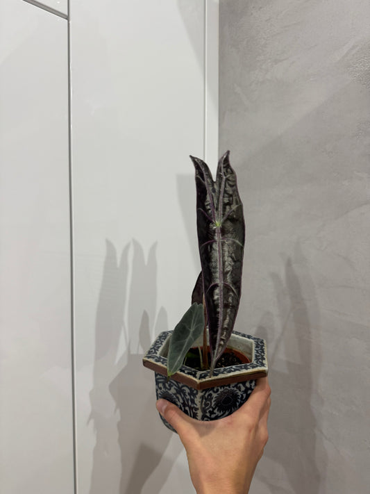 Alocasia longoloba purple