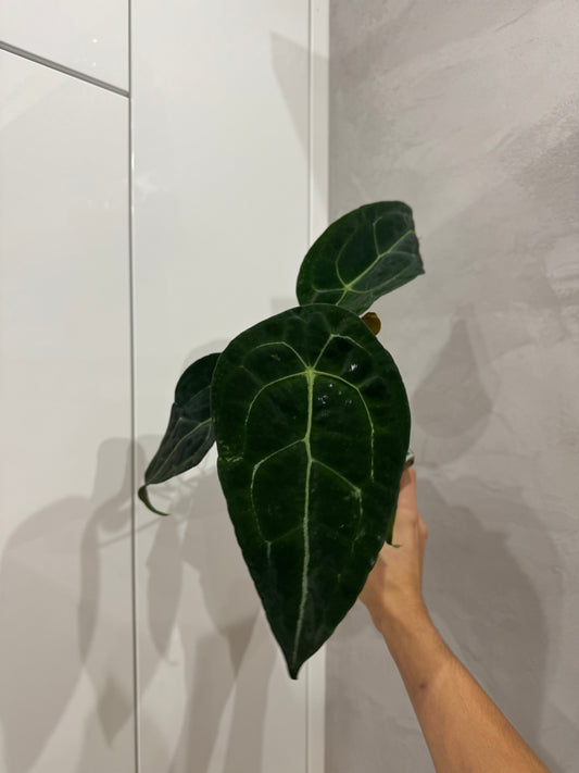 Anthurium forgetii