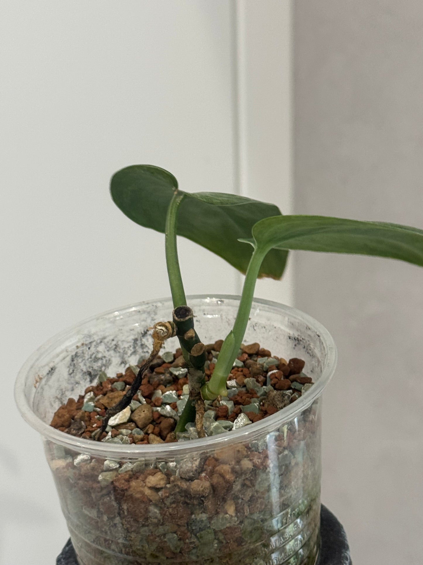 Scindapsus silver dark cloud var