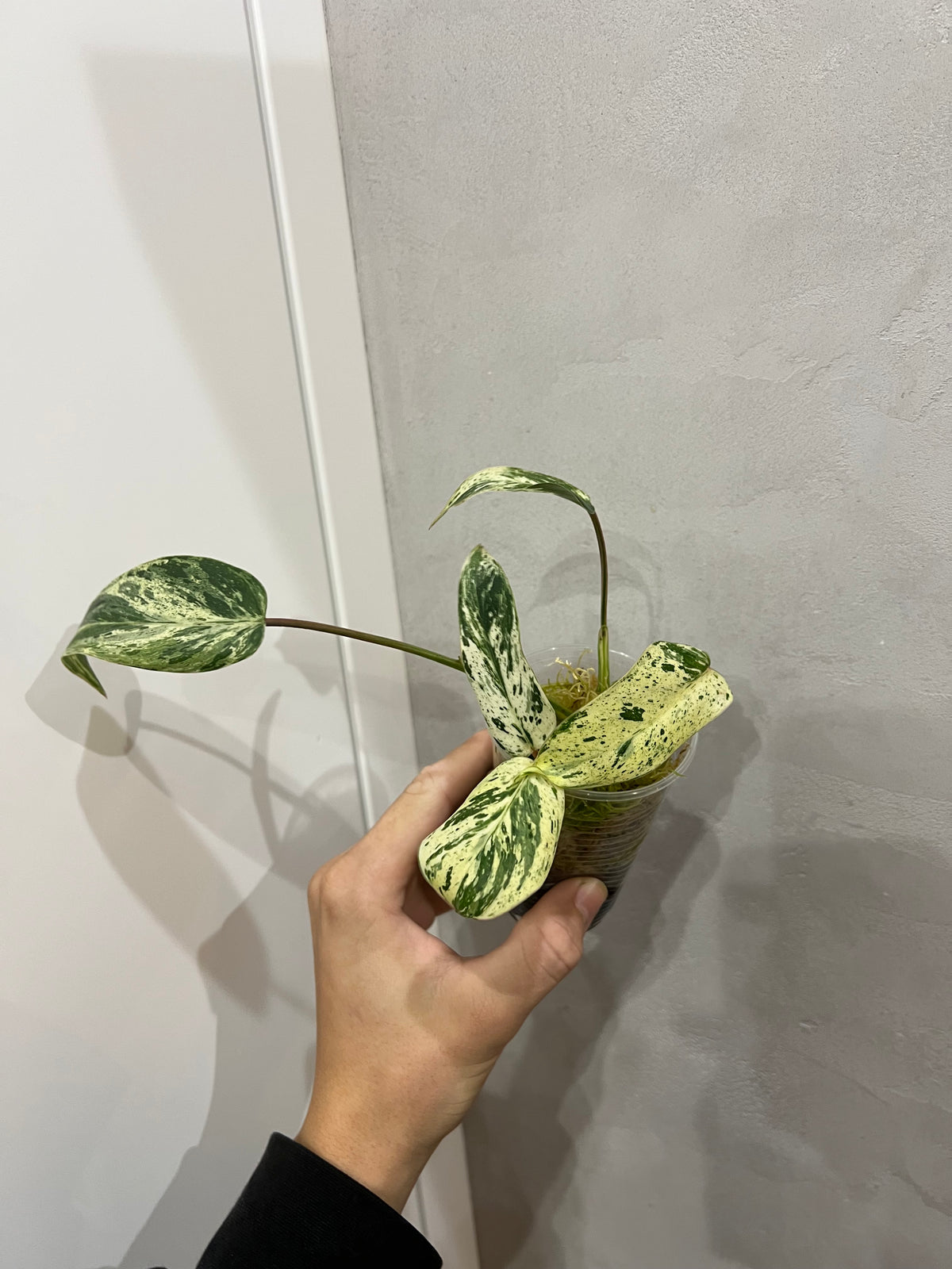 Philodendron Emerald Queen