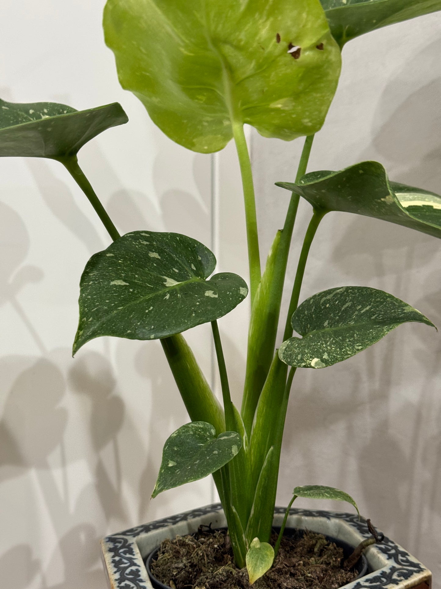 Monstera thai constellation 2