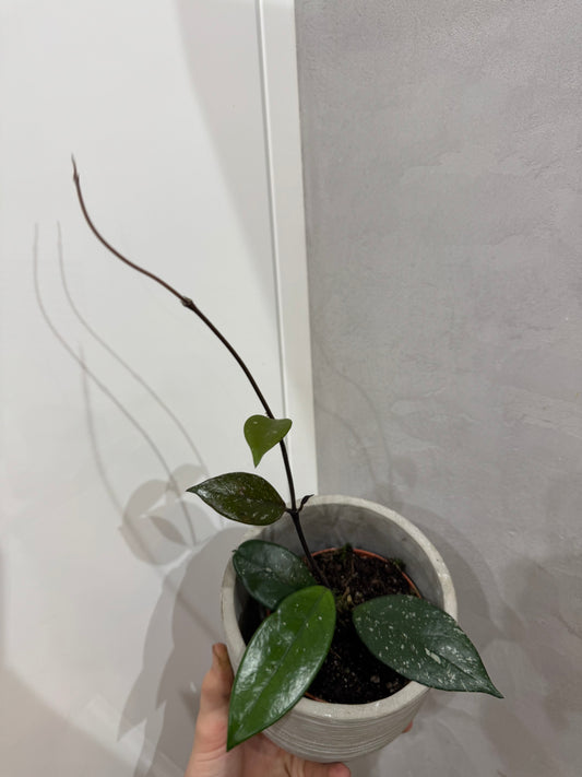 Hoya carnosa stardust