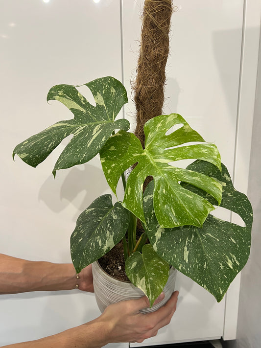 monstera thai constellation