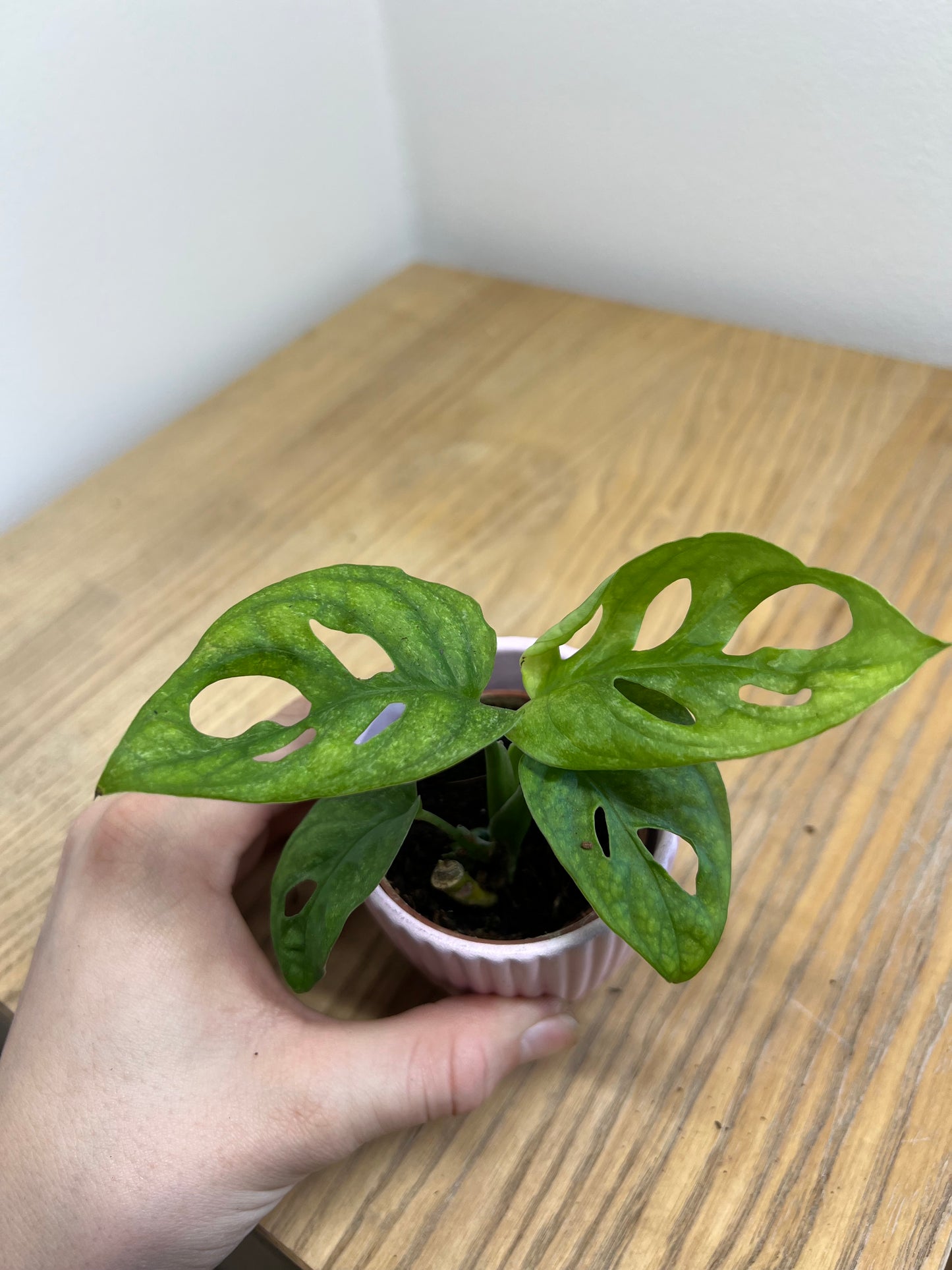 Monstera adansonii mint