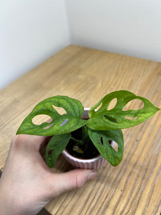 Monstera adansonii mint